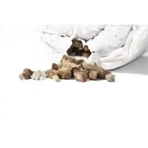 Agra-Wool RFX-1 80 l, mapito substrate 3 St. in Box