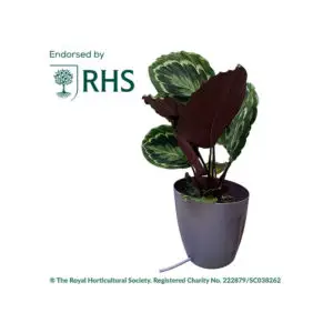 AutoPot KhlorisPot Erweiterungsset – Blackberry